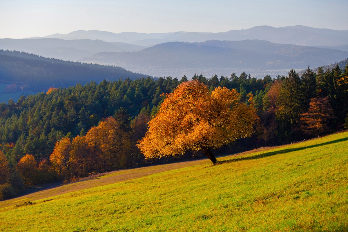 Papermoon Fototapete »Wald Landschaft« von Papermoon