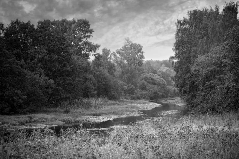 Papermoon Fototapete »Wald Schwarz & Weiss« von Papermoon