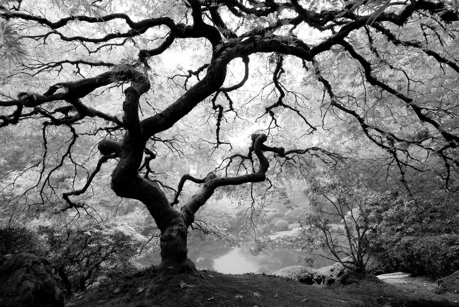 Papermoon Fototapete »Waldbaum schwarz & weiss« von Papermoon