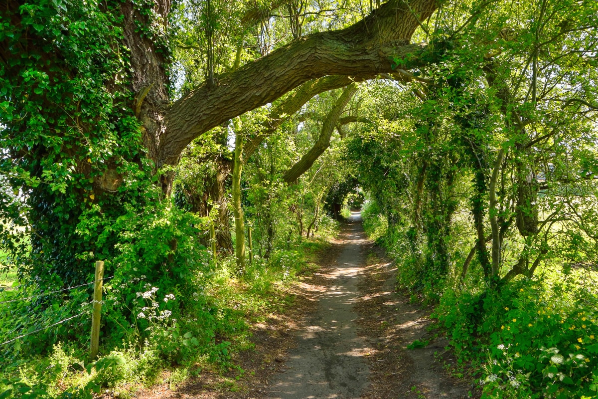 Papermoon Fototapete »Waldweg« von Papermoon