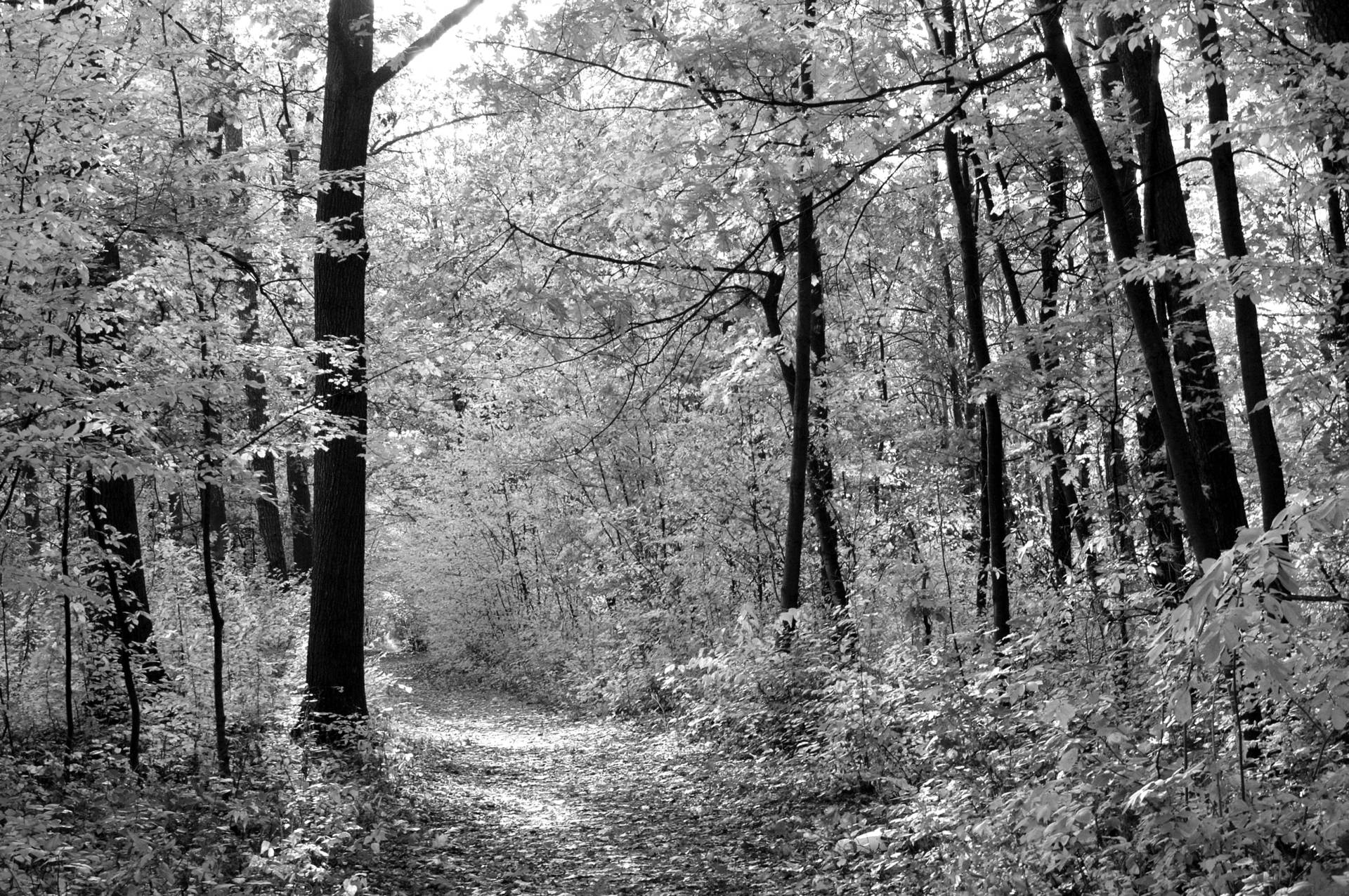 Papermoon Fototapete »Waldweg« von Papermoon