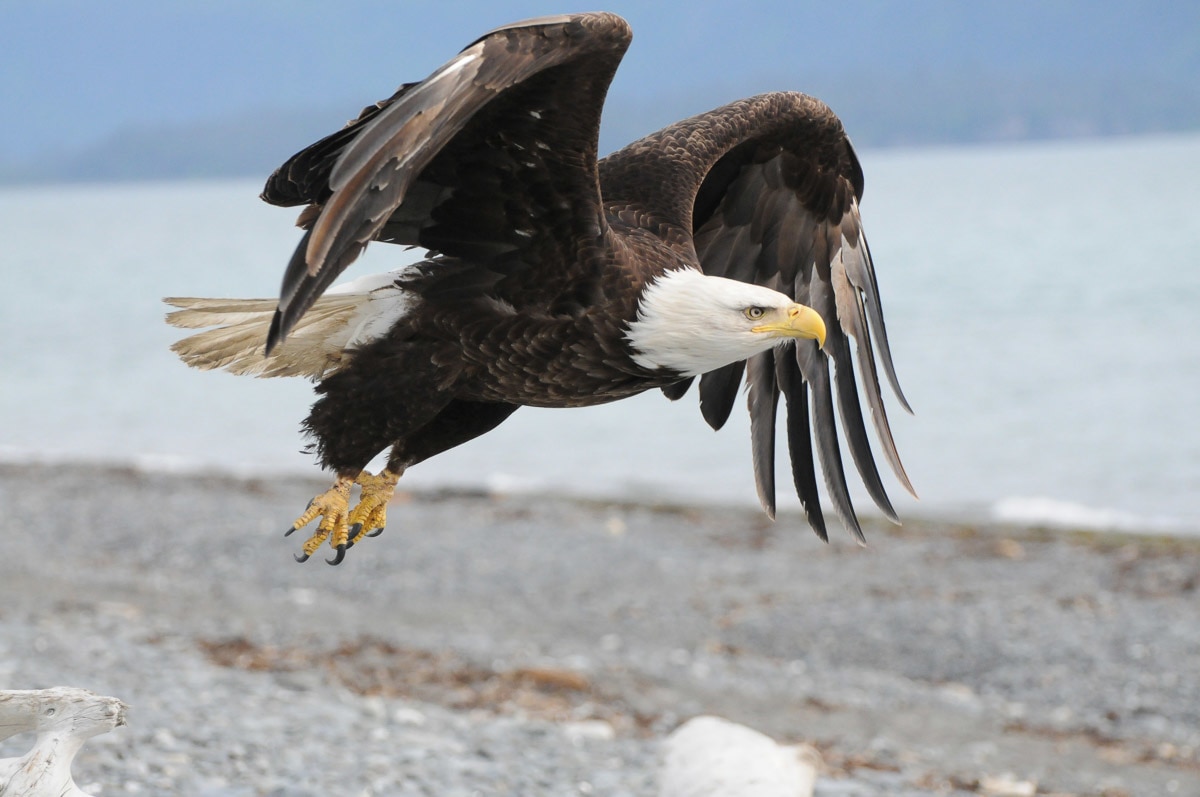 Papermoon Fototapete »Weisskopfseeadler« von Papermoon