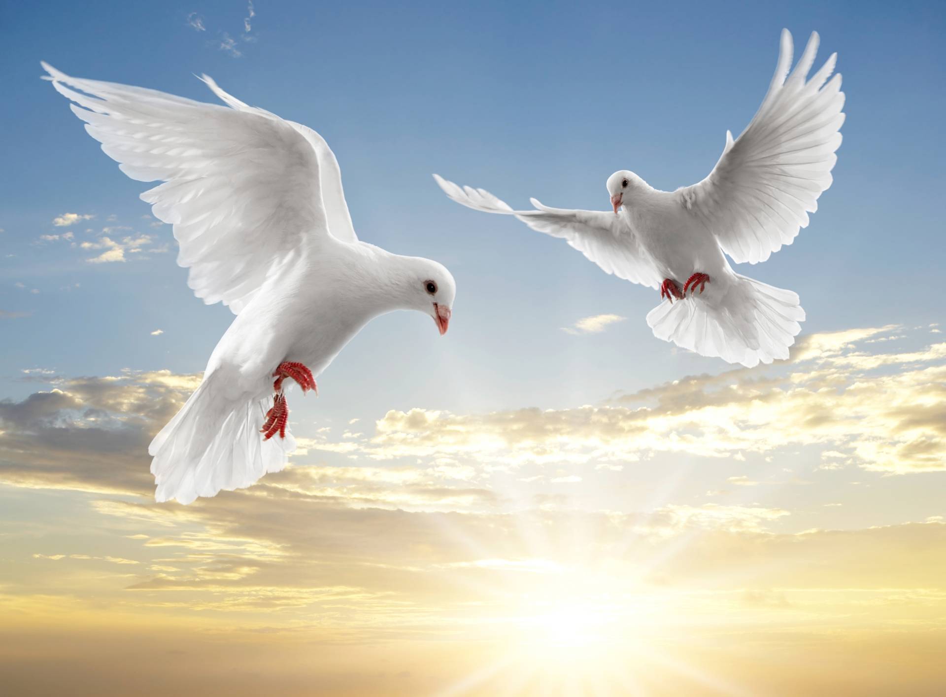 Papermoon Fototapete »White Doves« von Papermoon