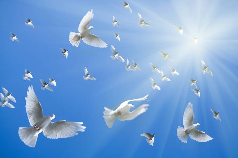 Papermoon Fototapete »White Doves« Papermoon Fototapete »White Doves« von Papermoon