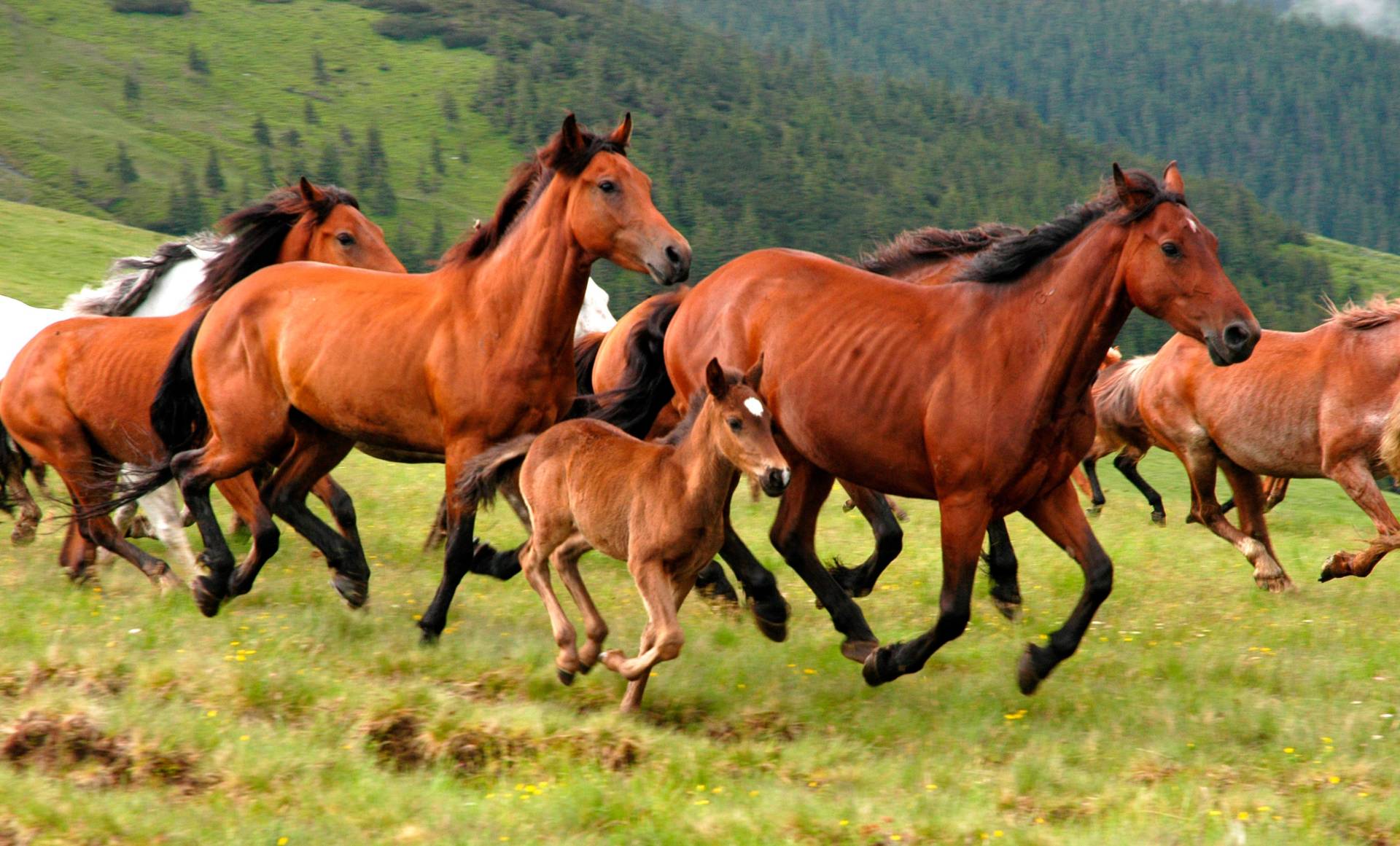 Papermoon Fototapete »Wild Horses« von Papermoon