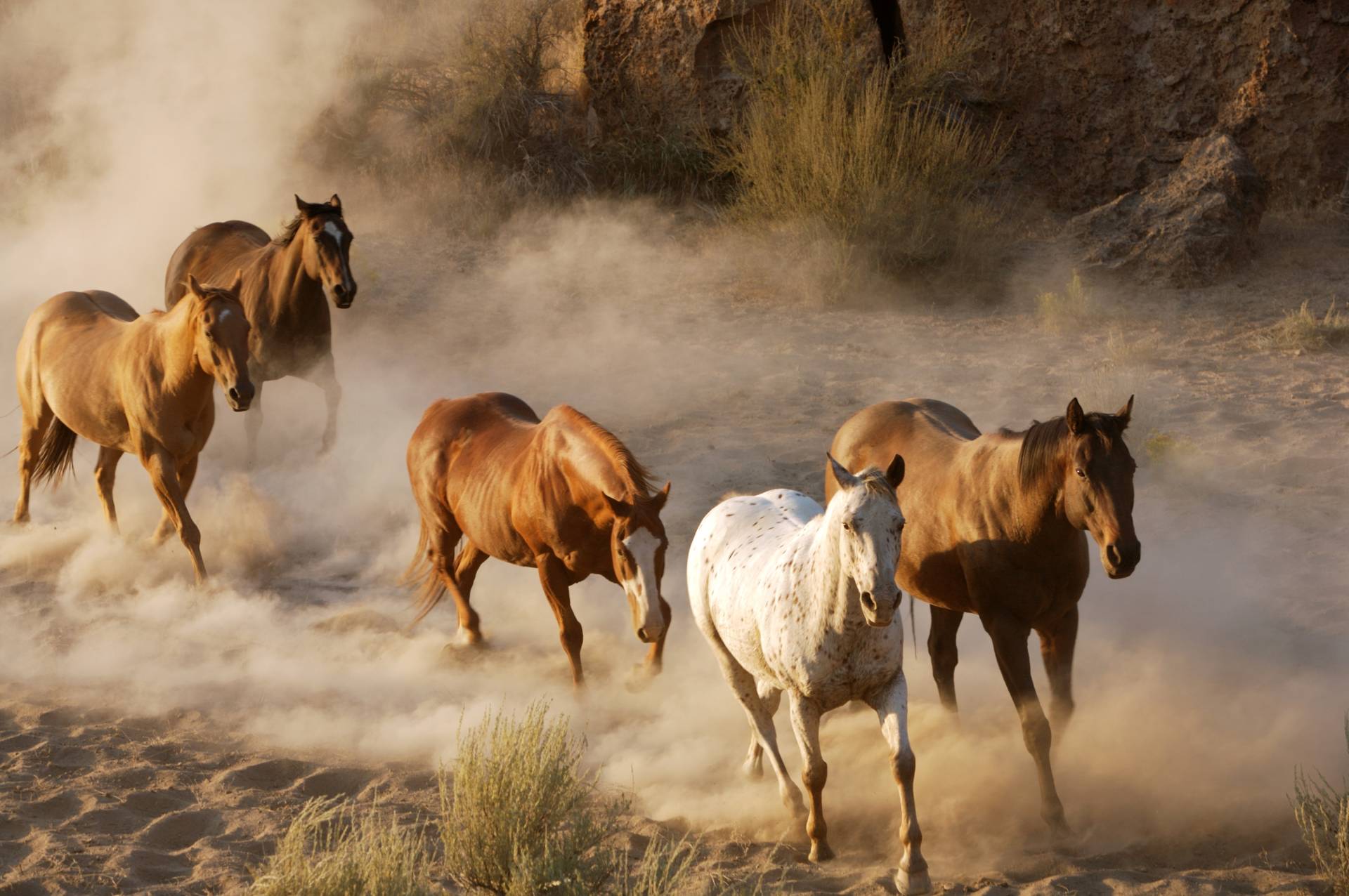 Papermoon Fototapete »Wild Horses« von Papermoon