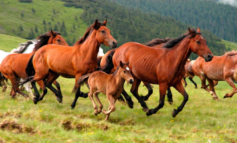 Papermoon Fototapete »Wild Horses« Papermoon Fototapete »Wild Horses« von Papermoon
