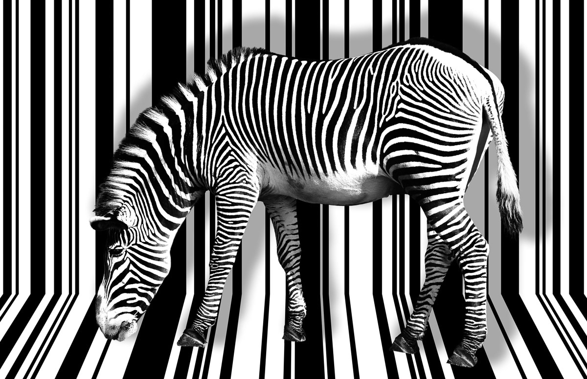 Papermoon Fototapete »Zebra« von Papermoon