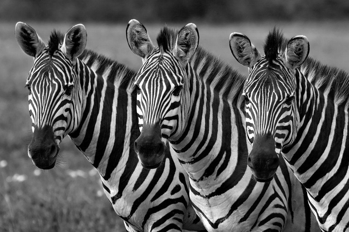Papermoon Fototapete »Zebras Schwarz & Weiss« Papermoon Fototapete »Zebras Schwarz & Weiss« von Papermoon