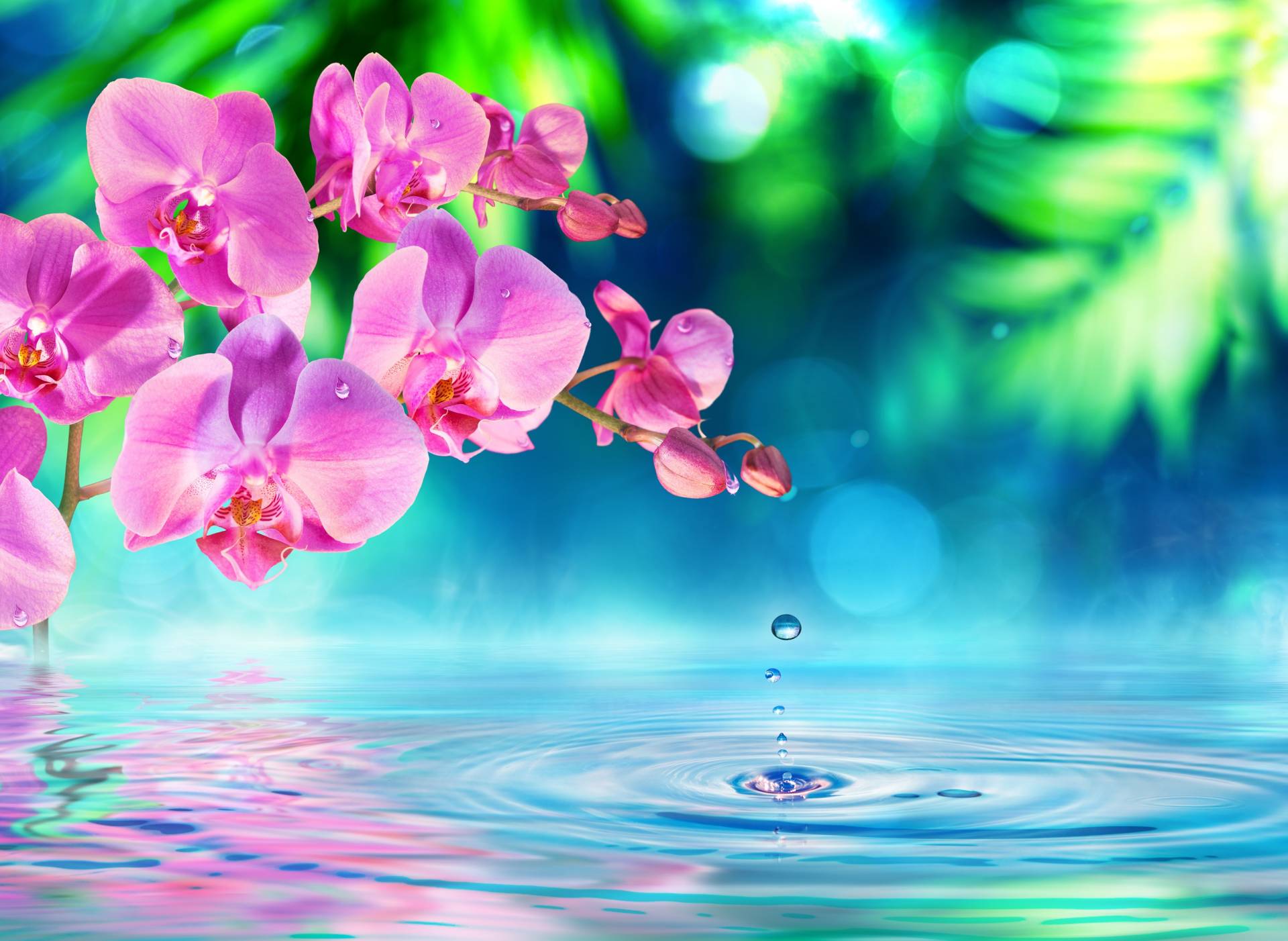 Papermoon Fototapete »Zen Orchid and Droplets« Papermoon Fototapete »Zen Orchid and Droplets« von Papermoon