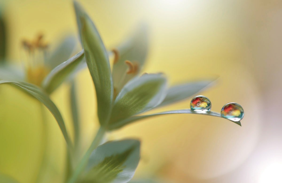 Papermoon Fototapete »Zen Wassertropfen mit Blume Makro« von Papermoon