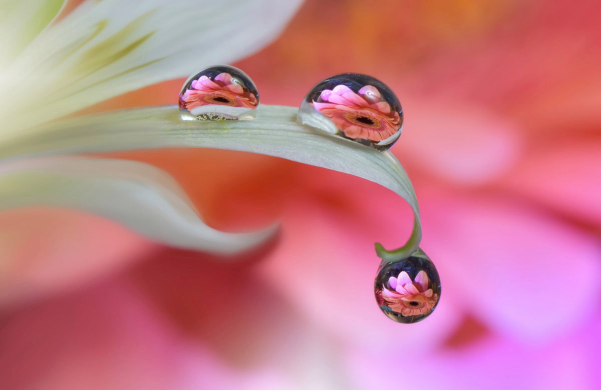 Papermoon Fototapete »Zen Wassertropfen mit Blume Makro« von Papermoon