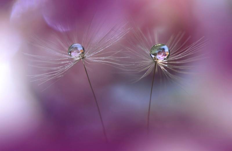 Papermoon Fototapete »Zen Wassertropfen mit Blume Makro« von Papermoon