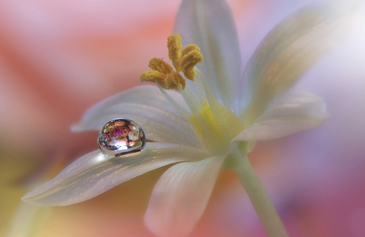 Papermoon Fototapete »Zen Wassertropfen mit Blume Makro« von Papermoon