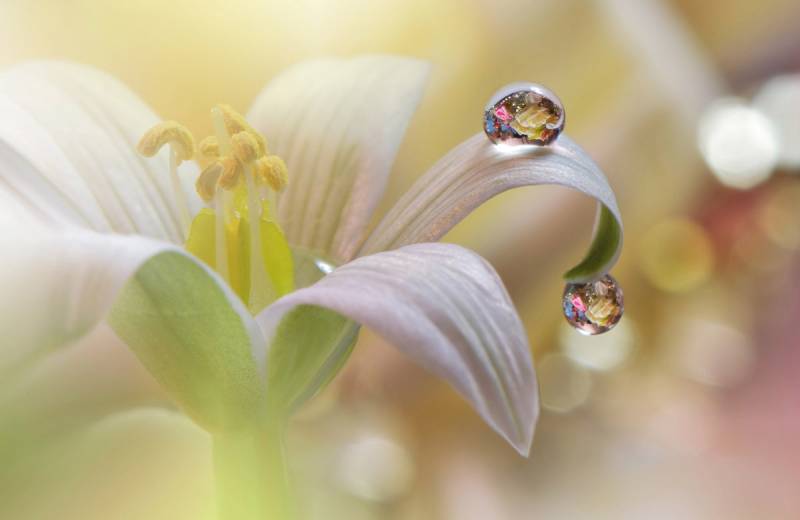 Papermoon Fototapete »Zen Wassertropfen mit Blume Makro« von Papermoon