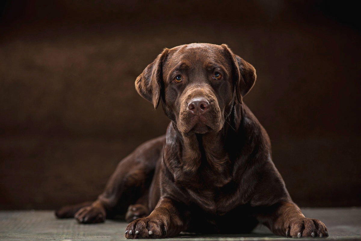 Papermoon Fototapete »hund« von Papermoon