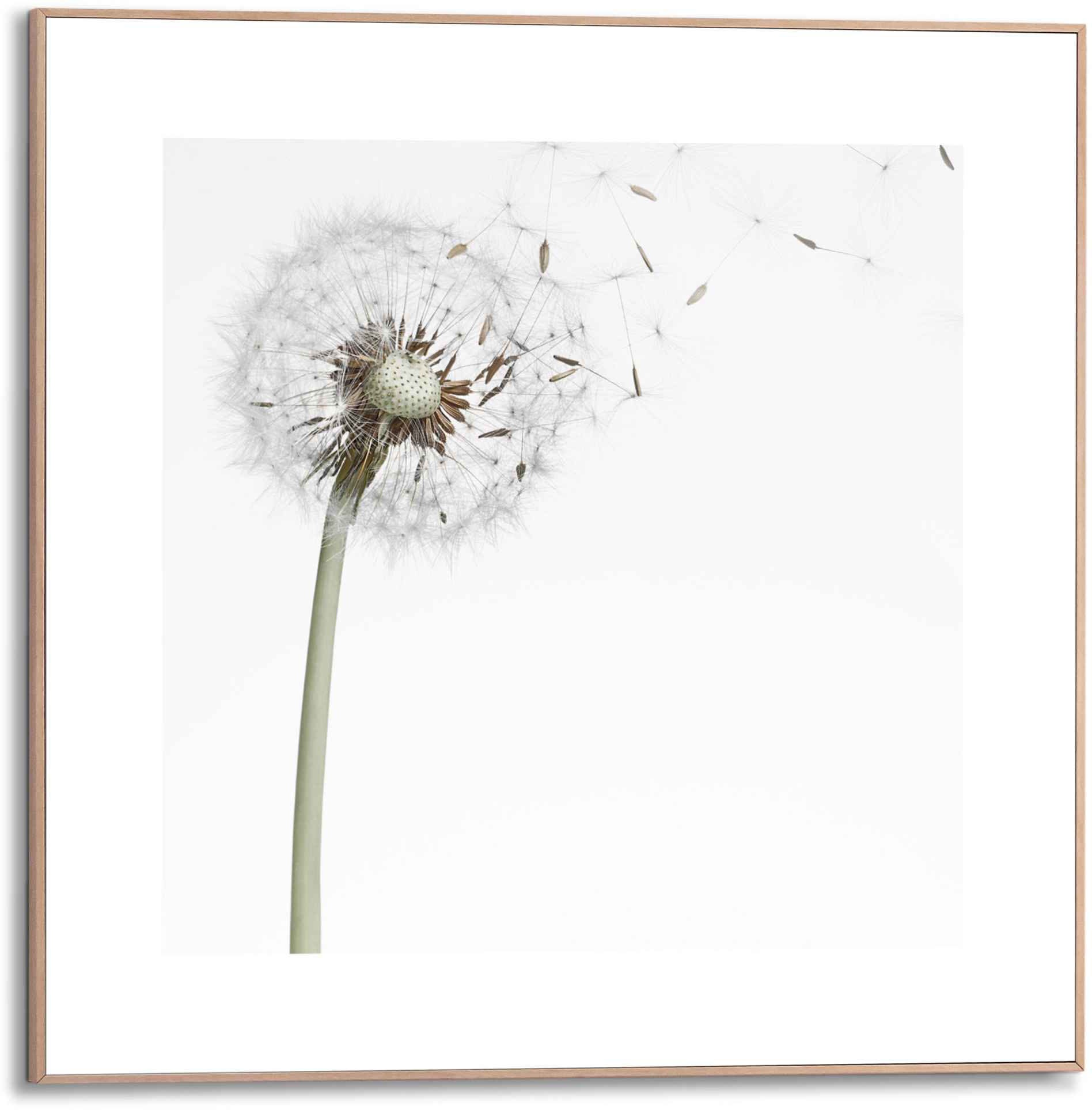 Reinders! Bild »Gerahmtes Bild Pusteblume«, Blumen, (1 St.) von Reinders!