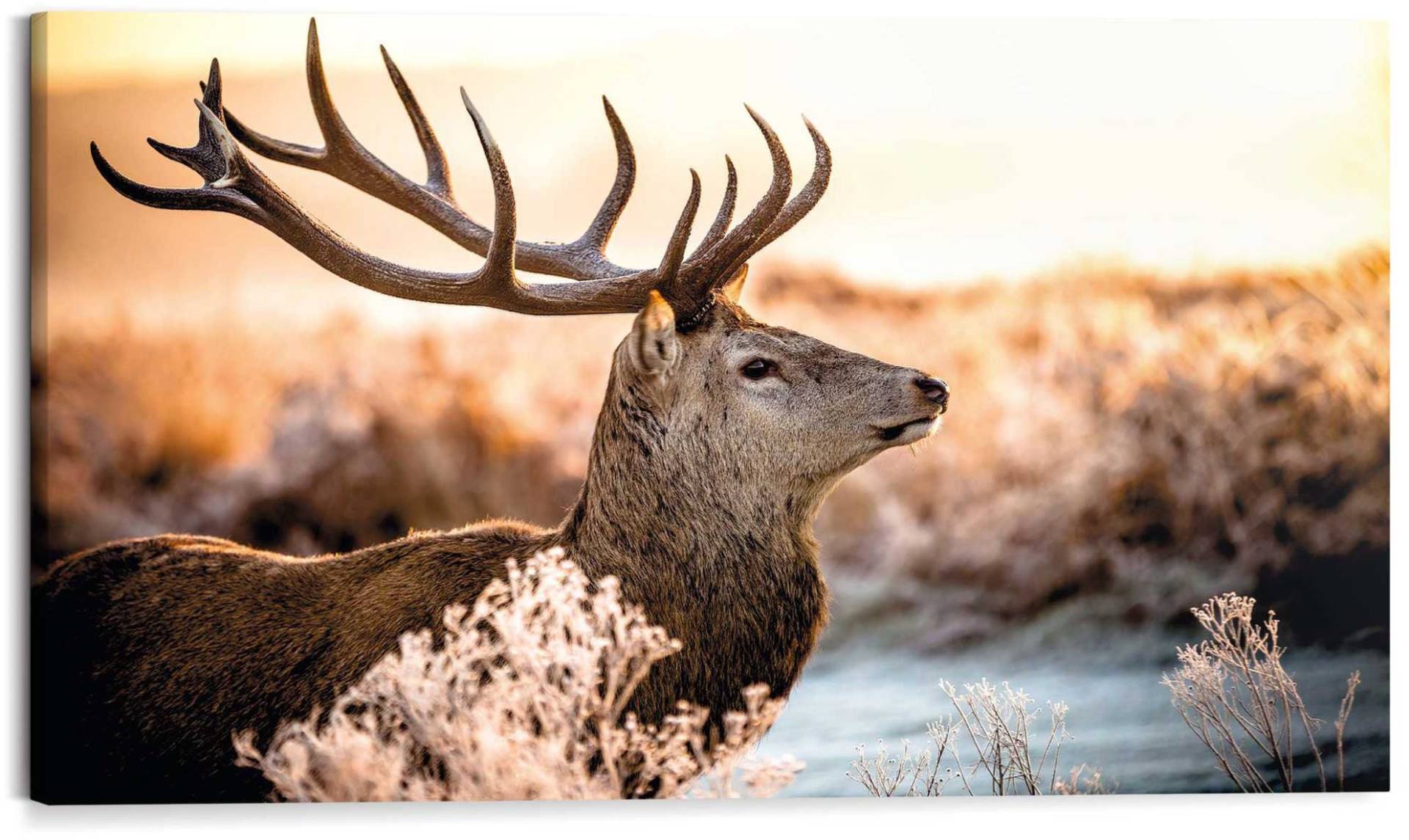 Reinders! Deco-Panel »Hirsch im Wald«, 118/70 cm Reinders! Deco-Panel »Hirsch im Wald«, 118/70 cm von Reinders!