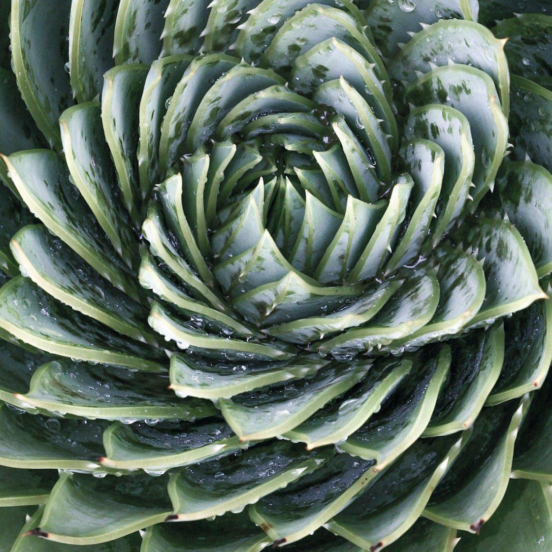 Reinders! Glasbild »Agave Rosette« von Reinders!