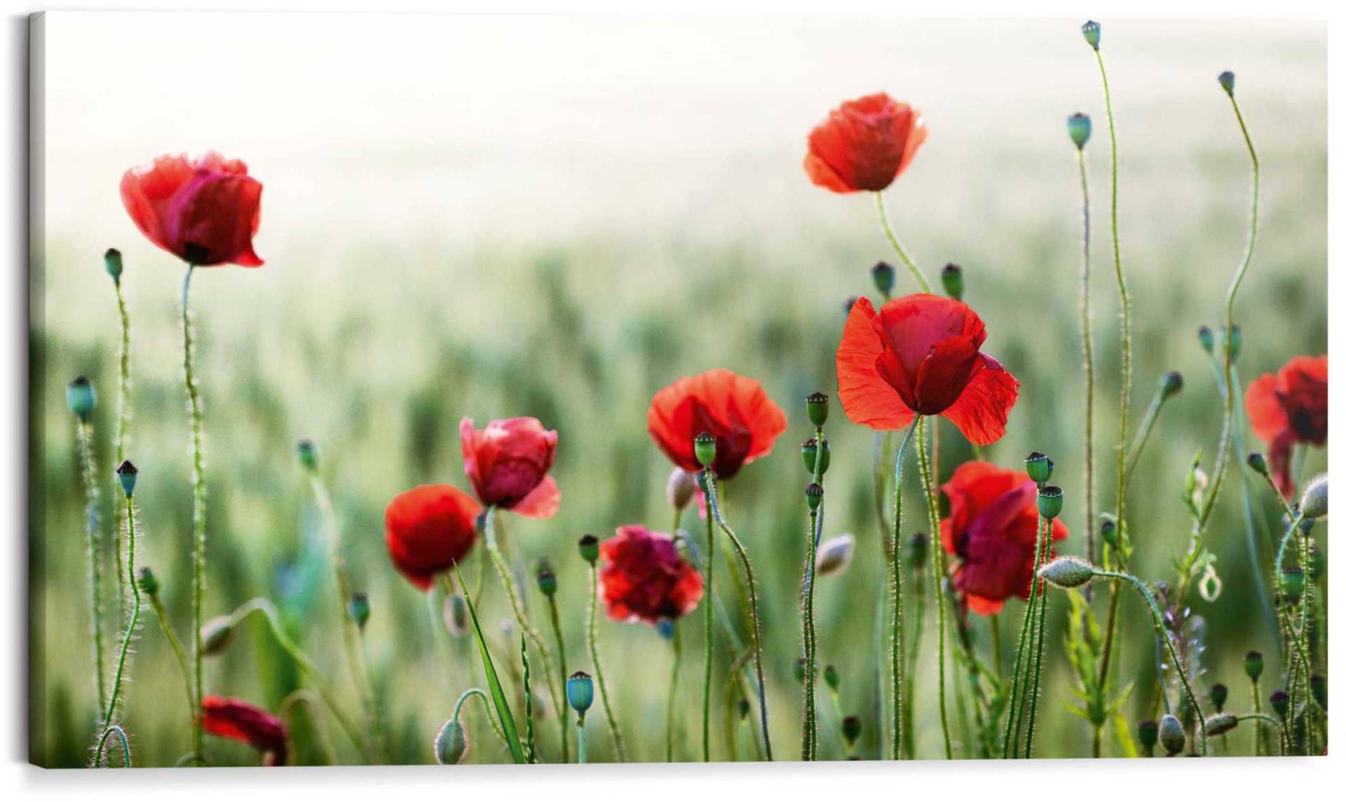 Reinders! Holzbild »Deco Block 70x118 Wild Poppies« Reinders! Holzbild »Deco Block 70x118 Wild Poppies« von Reinders!