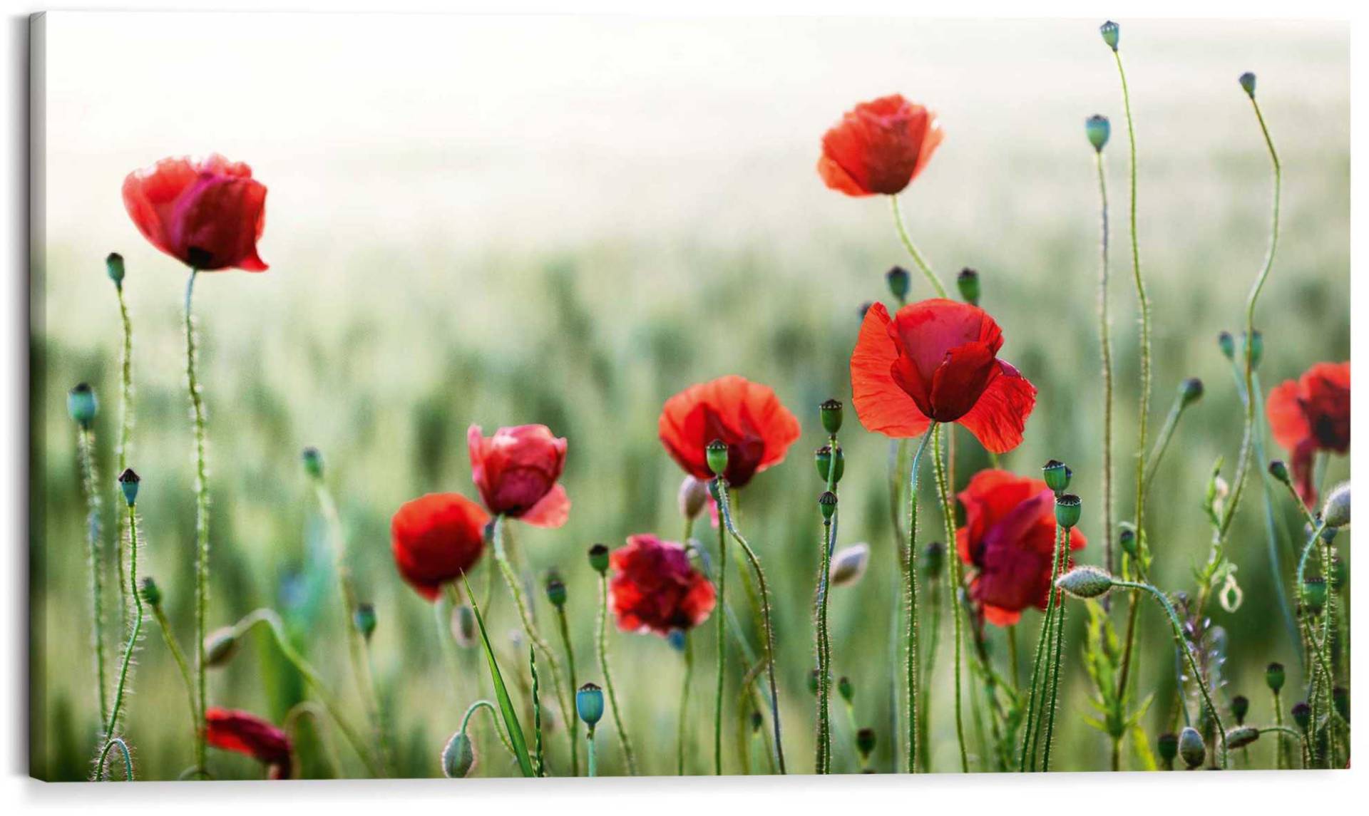 Reinders! Holzbild »Deco Block 70x118 Wild Poppies« von Reinders!