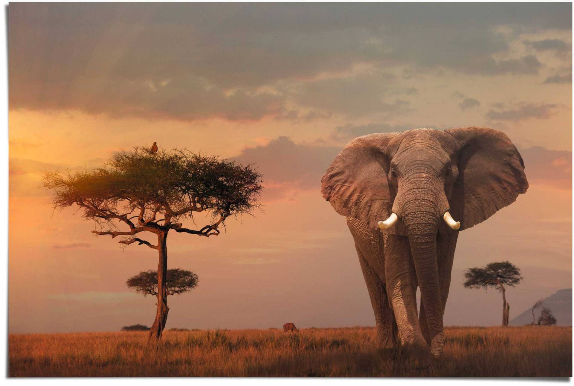 Reinders! Poster »Afrikas Wildtiere Elefant«, (1 St.) von Reinders!