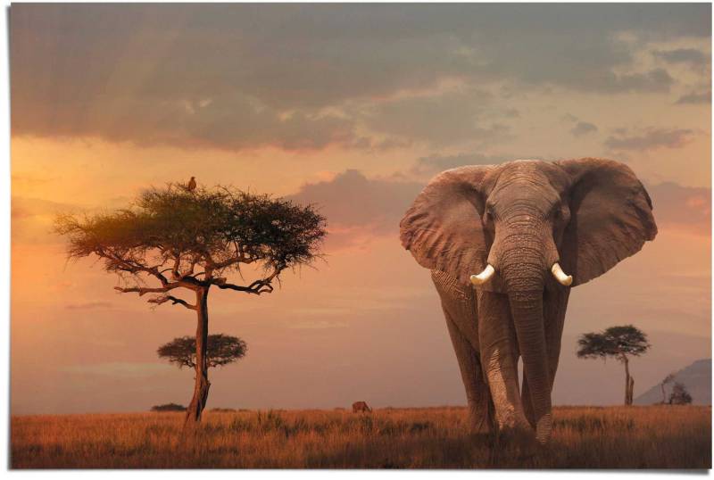 Reinders! Poster »Afrikas Wildtiere Elefant«, (1 St.) von Reinders!