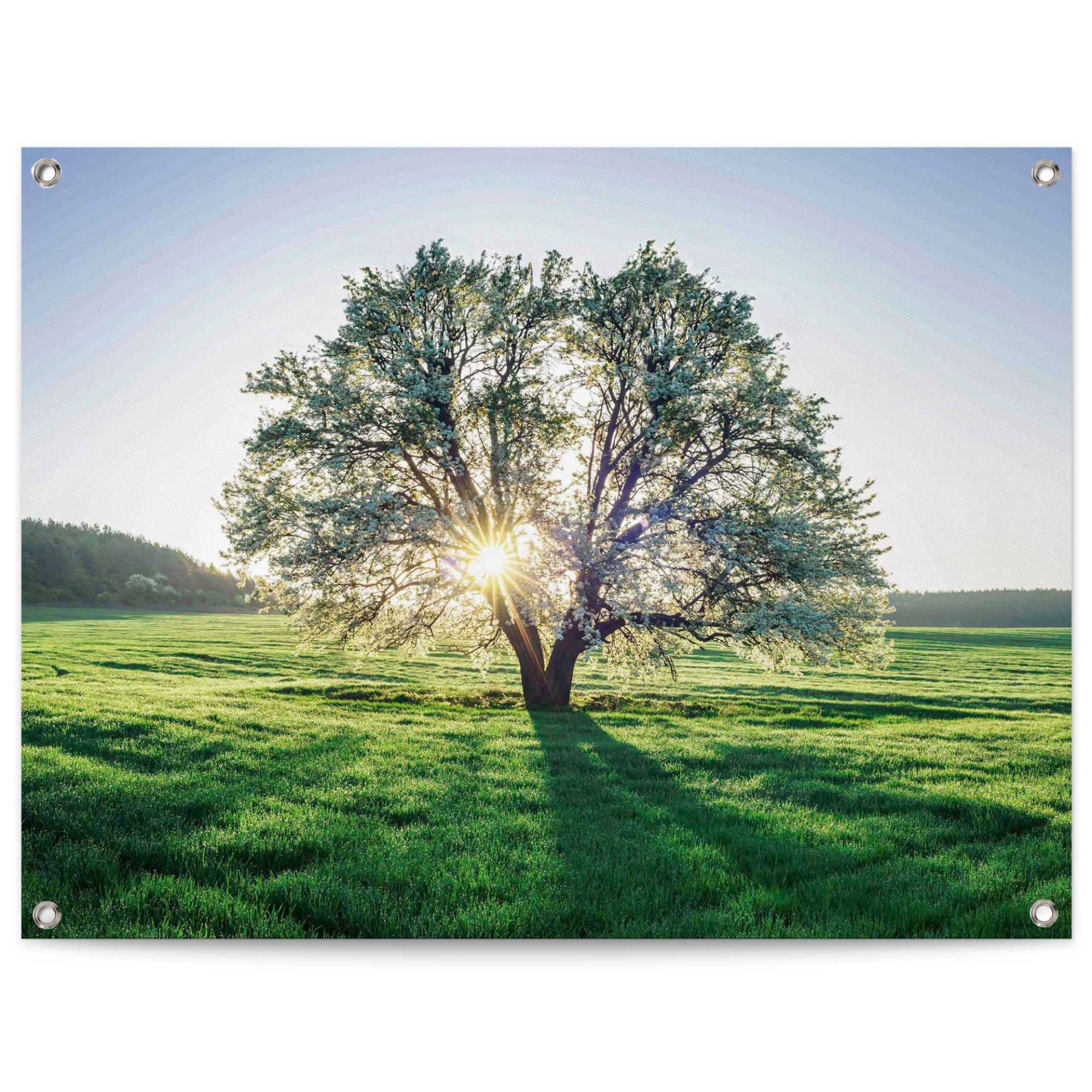 Reinders! Poster »Baum in der Morgensonne«, Outdoor für Garten oder Balkon von Reinders!