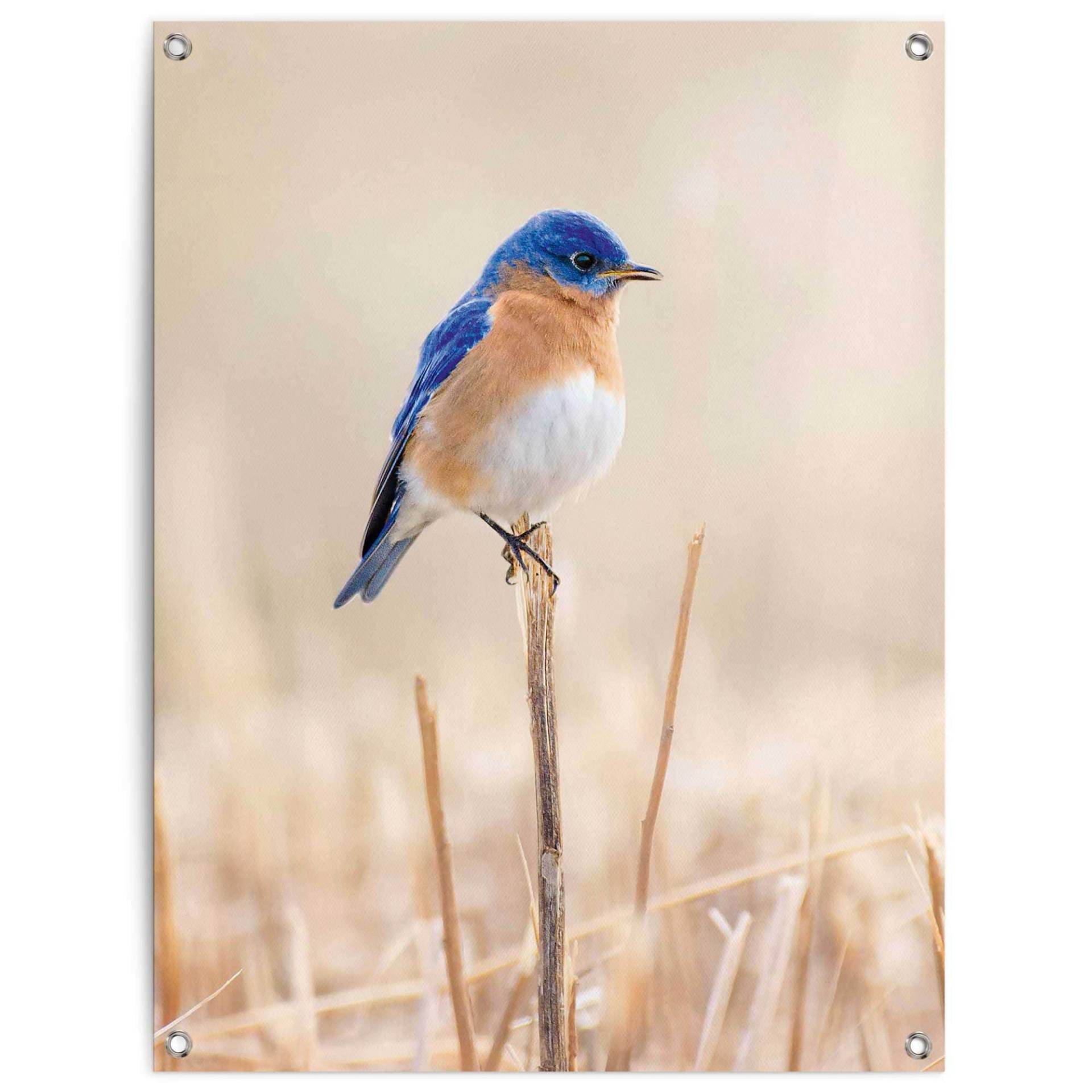 Reinders! Poster »Blauer Vogel«, Outdoor für Garten oder Balkon von Reinders!