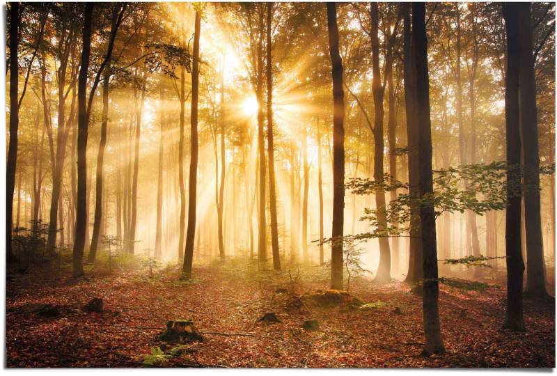 Reinders! Poster »Erleuchteter Wald«, (1 St.) von Reinders!