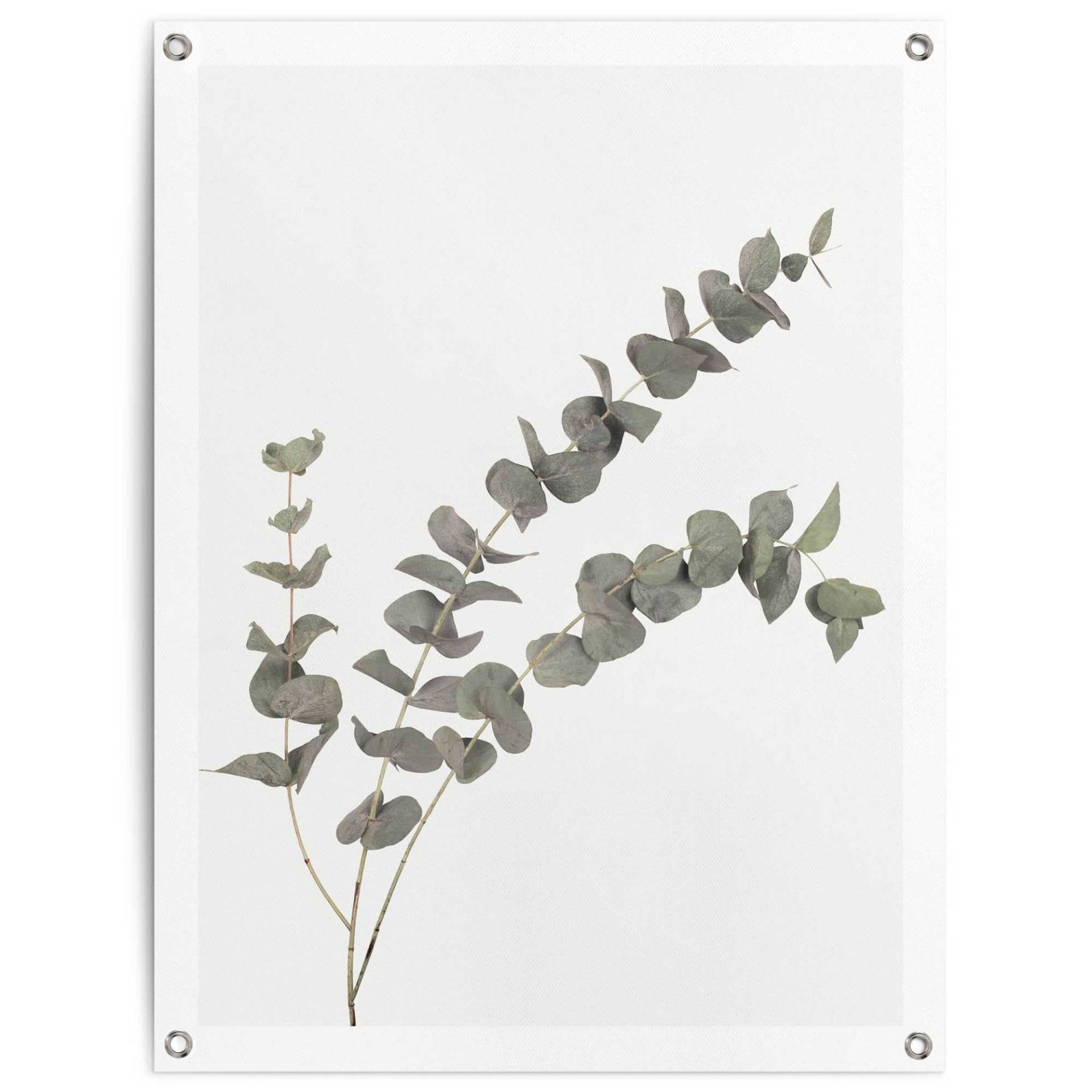Reinders! Poster »Eukalyptus«, Outdoor für Garten oder Balkon Reinders! Poster »Eukalyptus«, Outdoor für Garten oder Balkon von Reinders!