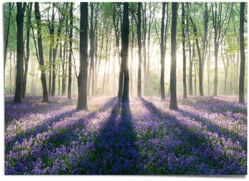 Reinders! Poster »Glockenblumen im Wald« von Reinders!