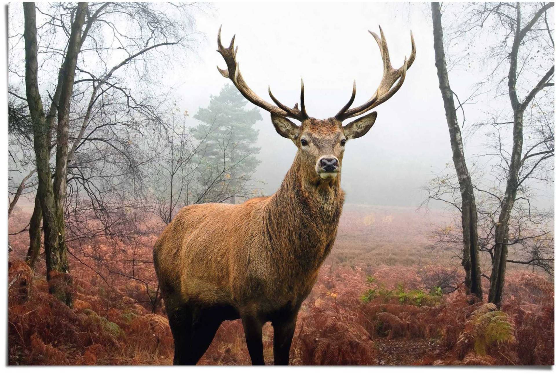 Reinders! Poster »Hirsch im Wald«, (1 St.) von Reinders!