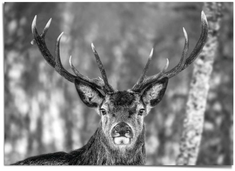 Reinders! Poster »Hirsch im Winter« von Reinders!