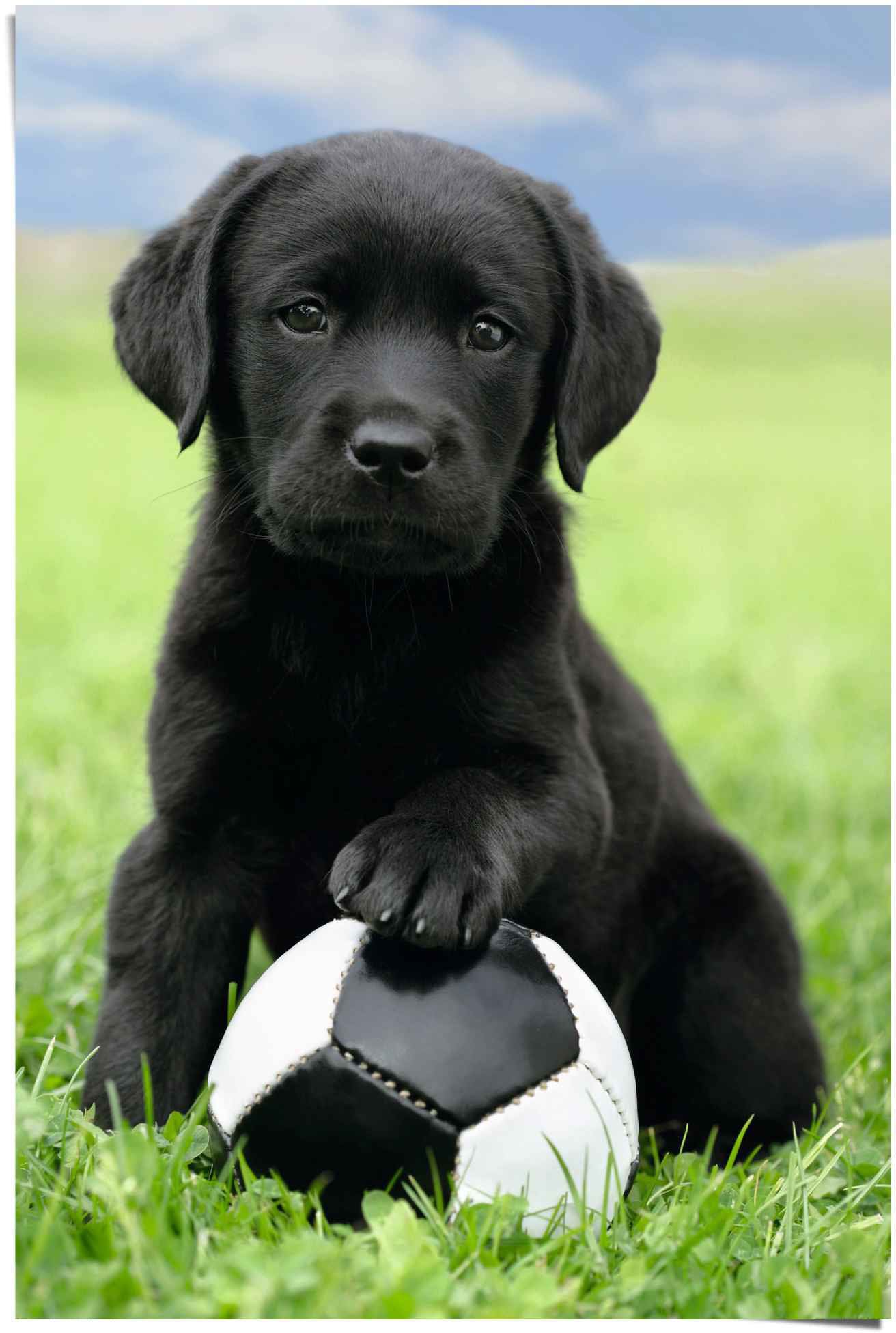 Reinders! Poster »Labrador Welpe Fussball«, (1 St.) von Reinders!