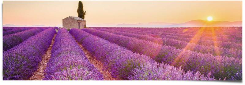 Reinders! Poster »Lavendel Horizont«, (1 St.) von Reinders!