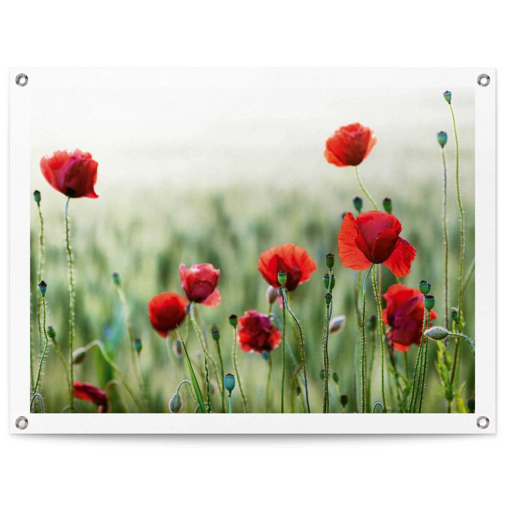 Reinders! Poster »Mohnblüten«, Outdoor für Garten oder Balkon Reinders! Poster »Mohnblüten«, Outdoor für Garten oder Balkon von Reinders!