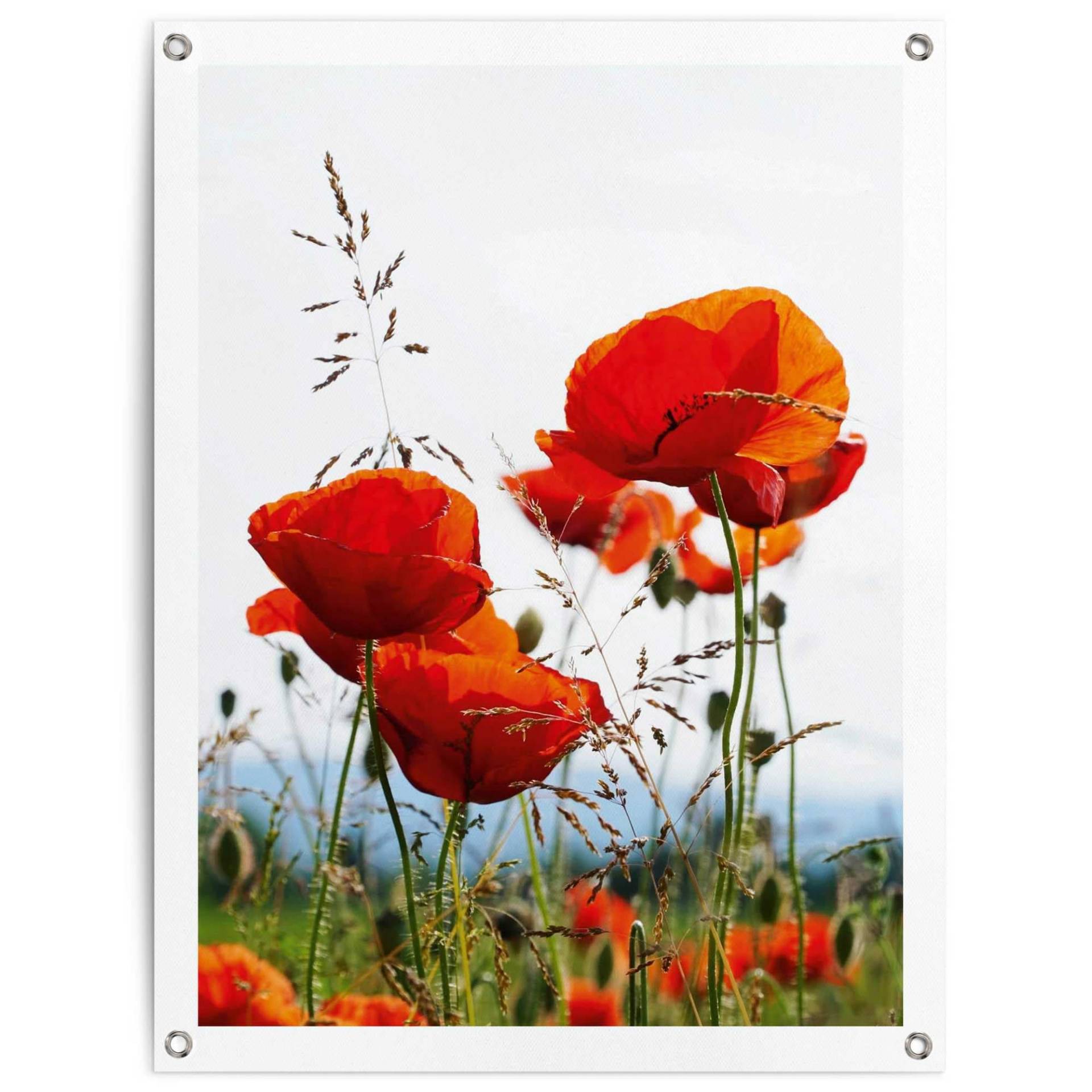Reinders! Poster »Mohnblumen«, Outdoor für Garten oder Balkon Reinders! Poster »Mohnblumen«, Outdoor für Garten oder Balkon von Reinders!