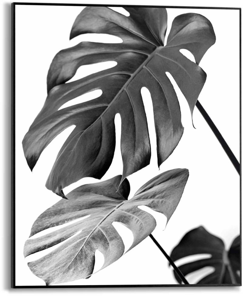 Reinders! Poster »Monstera blatt« von Reinders!