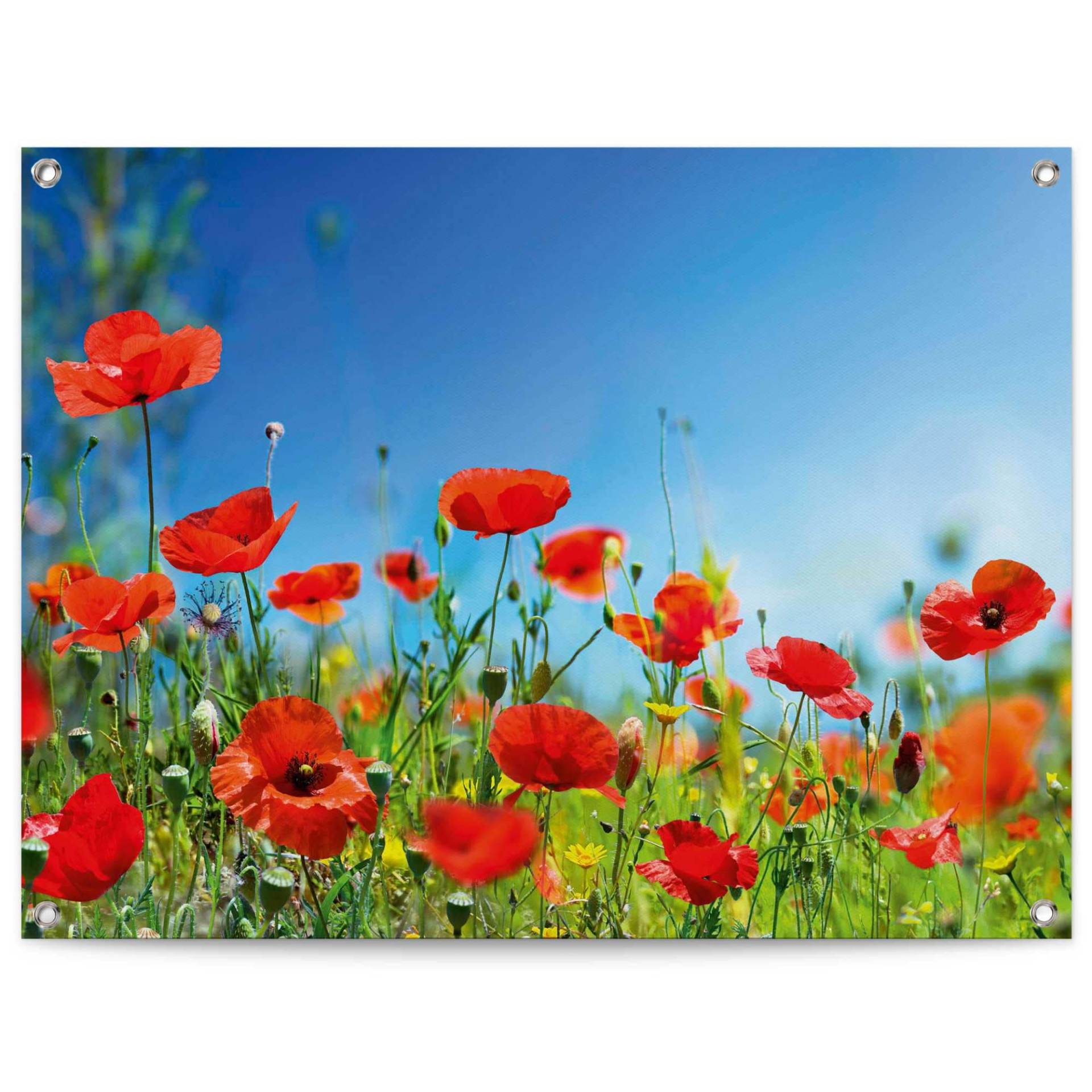 Reinders! Poster »Sommerblumen«, Outdoor für Garten oder Balkon Reinders! Poster »Sommerblumen«, Outdoor für Garten oder Balkon von Reinders!