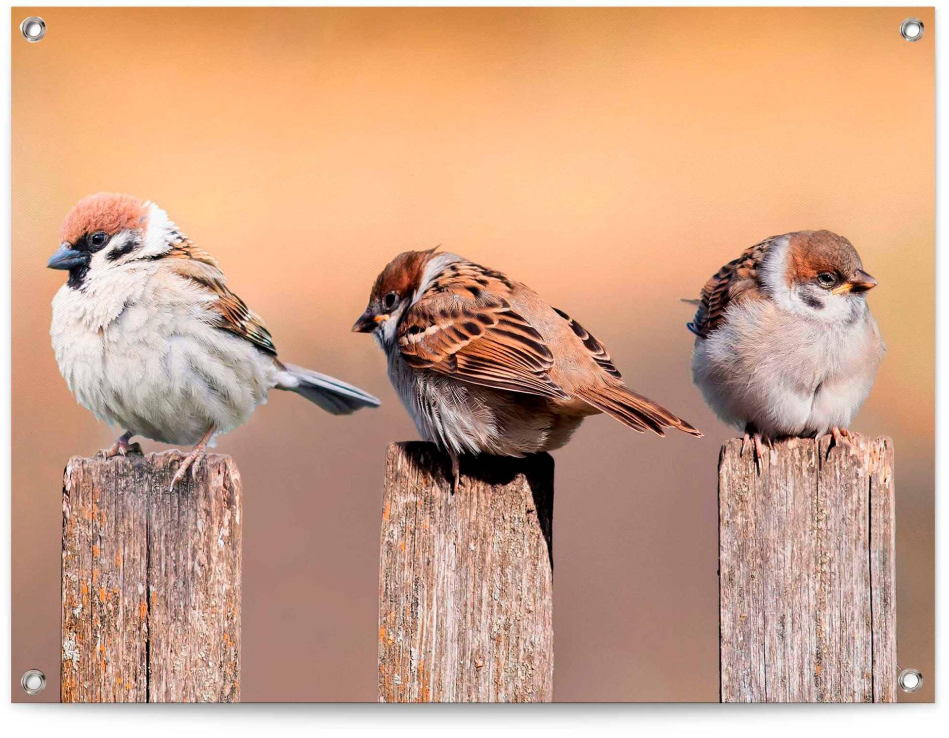 Reinders! Poster »Vogelfamilie« von Reinders!