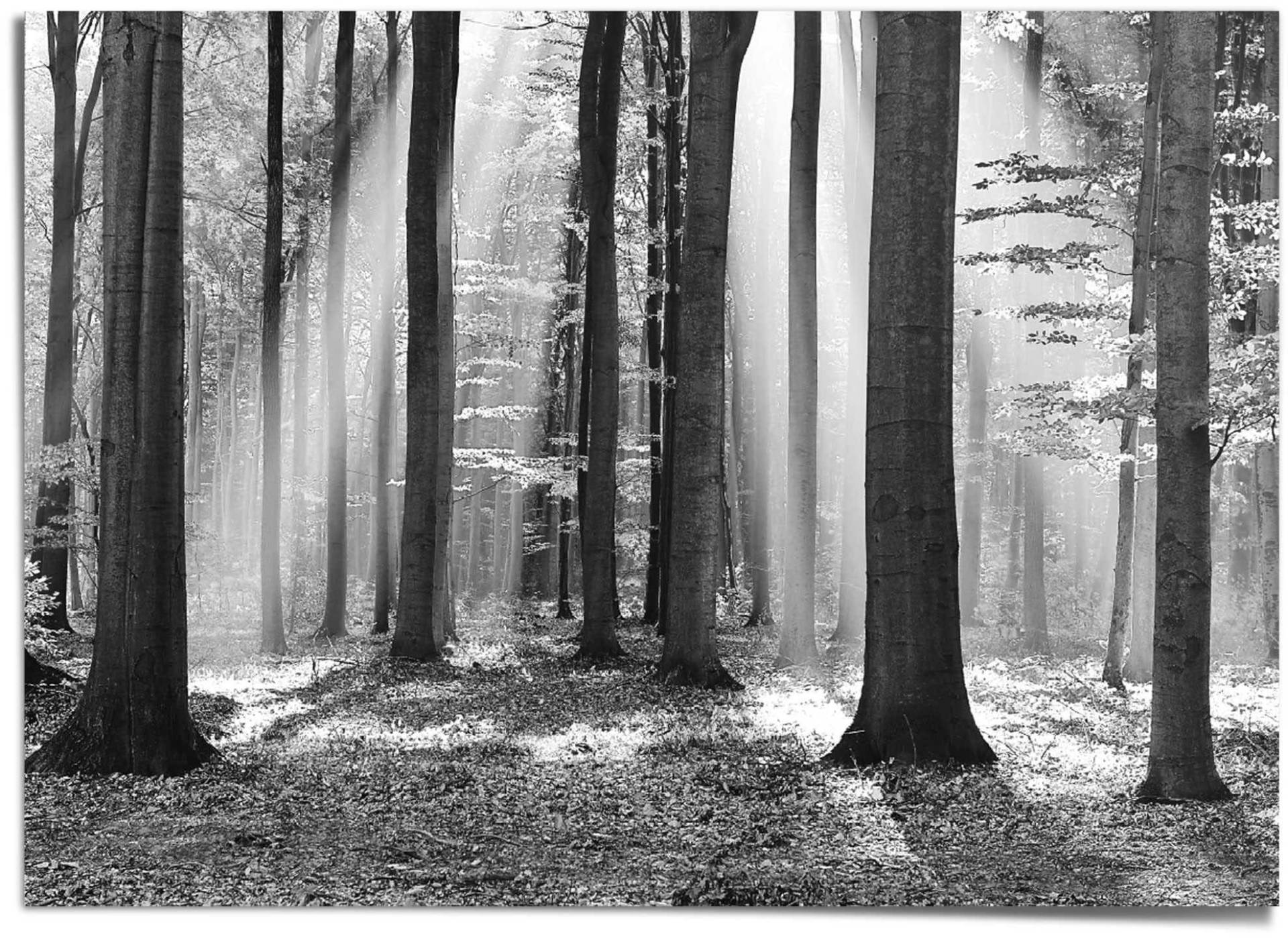 Reinders! Poster »Weisser Wald« von Reinders!