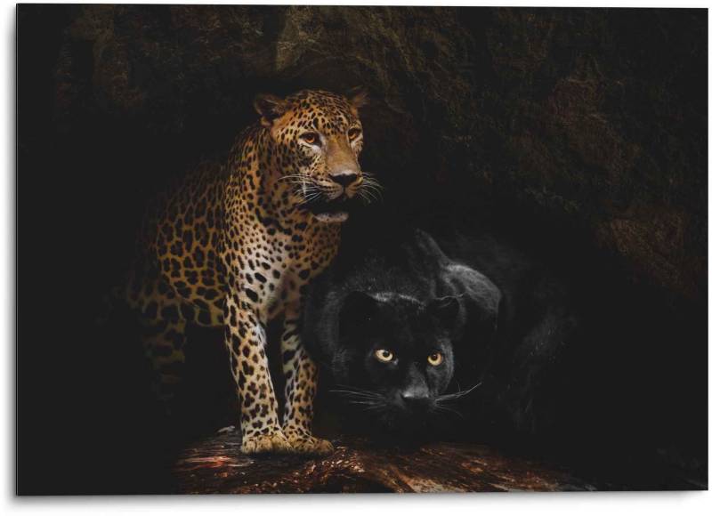 Reinders! Wandbild »Aluminium Wandbild Raubtiere Panther - Cougar - Katzen - Höhle«, Wildtiere, (1 St.) von Reinders!