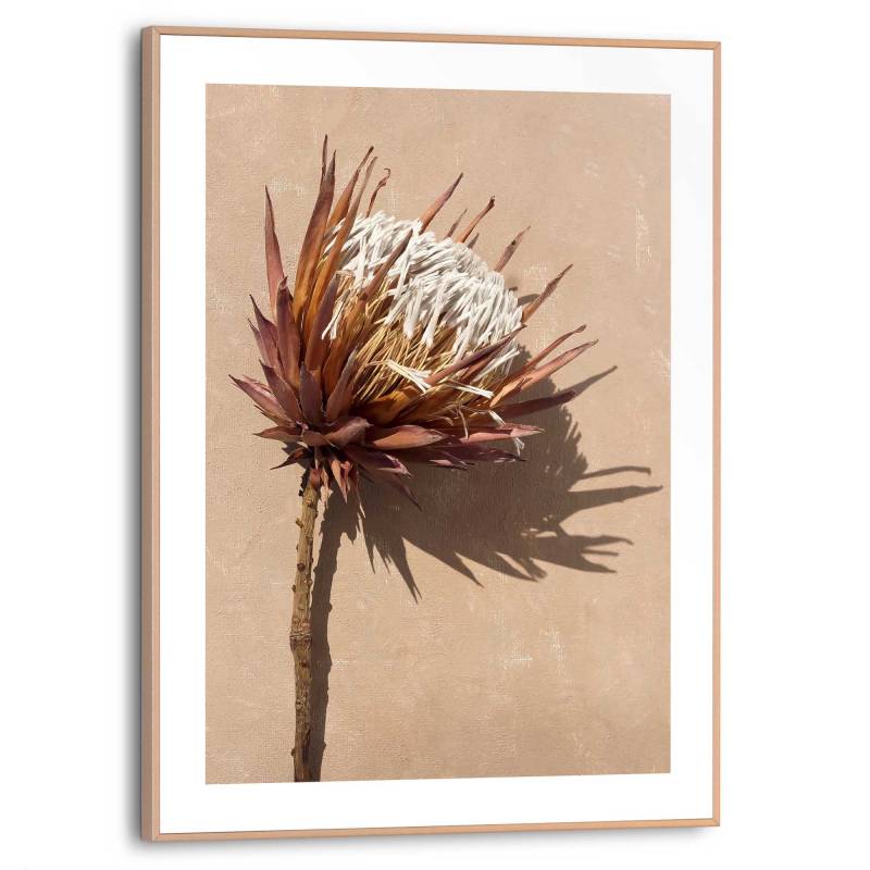 Reinders! Poster »Protea Blume« von Reinders!