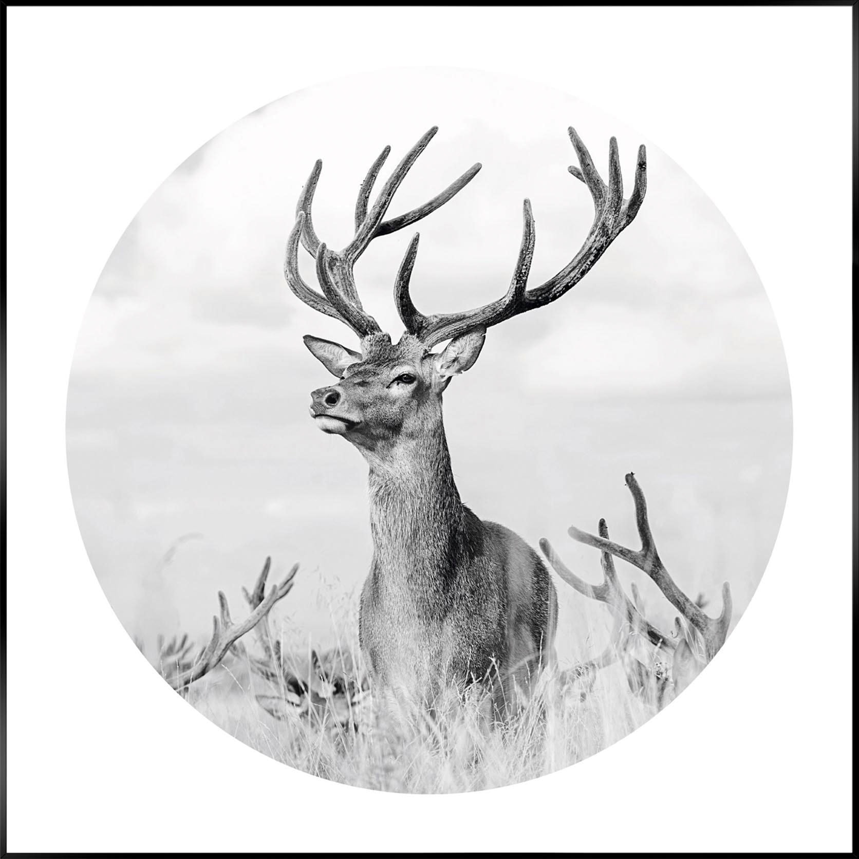 Reinders! Wandbild »Slim Frame Black 50x50 Black & White - tough deer« von Reinders!