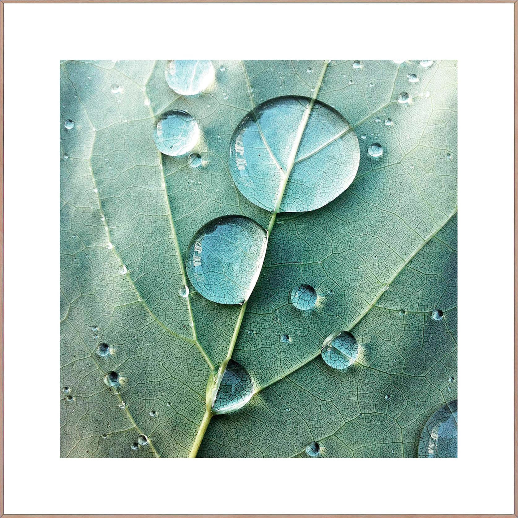 Reinders! Wandbild »Slim Frame Wood 50x50 Dew Drops« Reinders! Wandbild »Slim Frame Wood 50x50 Dew Drops« von Reinders!