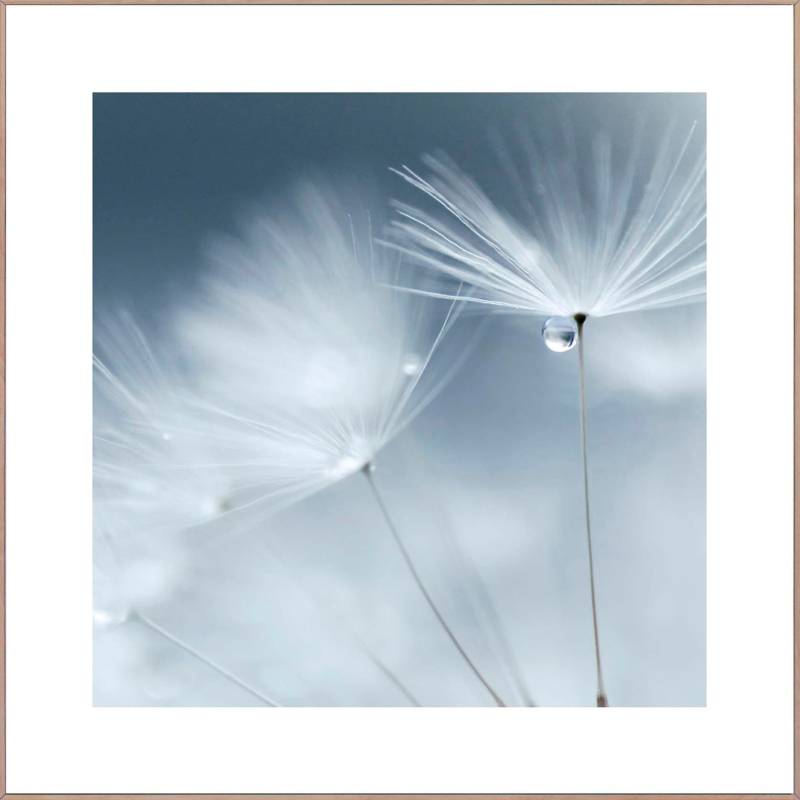 Reinders! Wandbild »Slim Frame Wood 50x50 Dewdrop Dandelion« von Reinders!