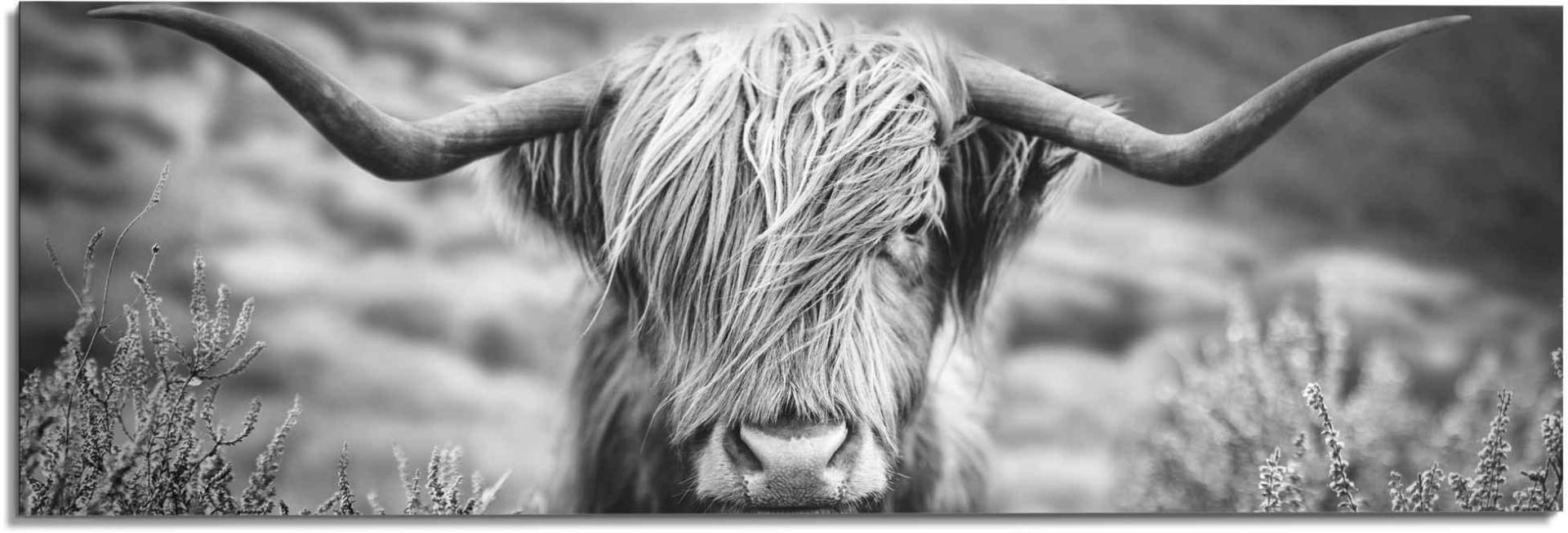 Reinders! Wandbild »Wandbild Highlander Bulle Tiermotiv - Nahaufnahme - Hochlandrind Bild«, Kuh, (1 St.) von Reinders!