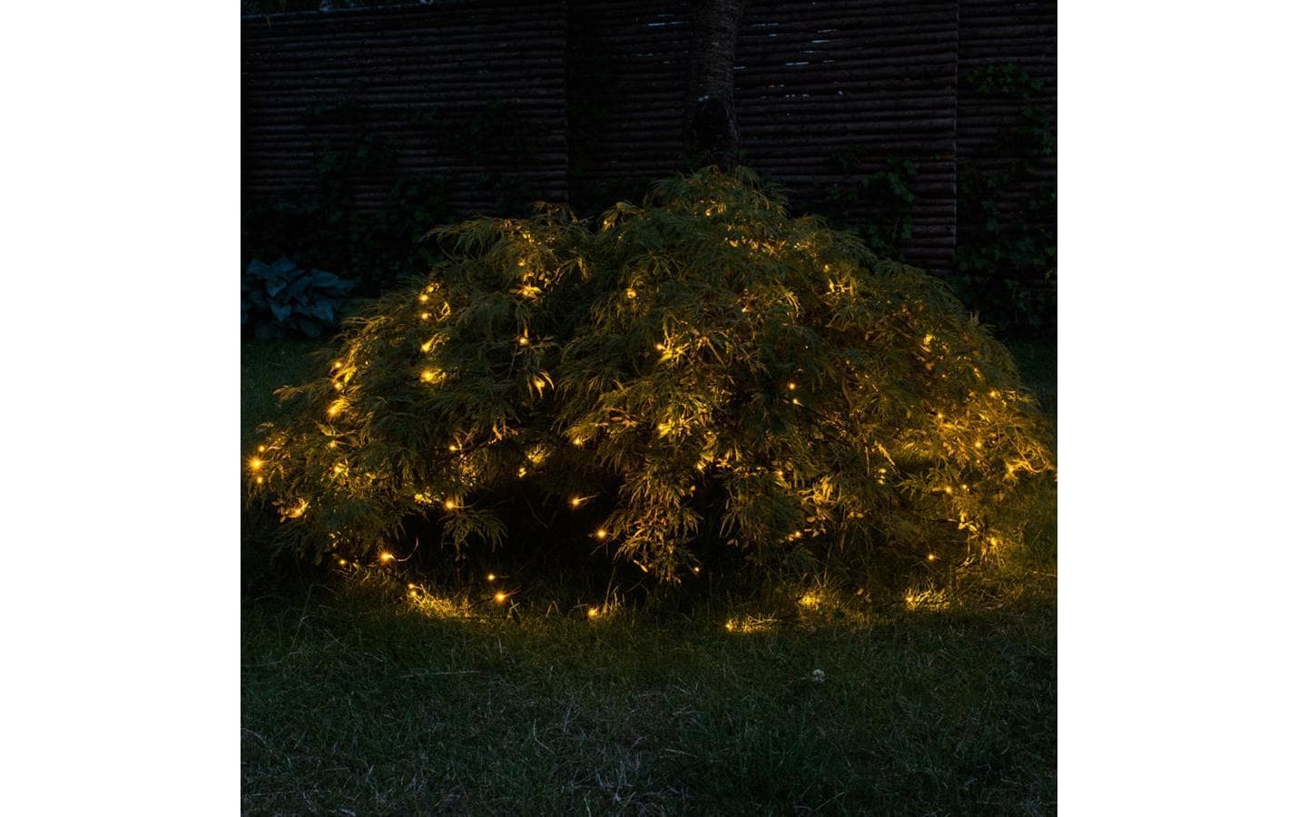 Sirius LED-Lichternetz »LED Lichtervorhang David, 100 LED«, 100 St.-flammig Sirius LED-Lichternetz »LED Lichtervorhang David, 100 LED«, 100 St.-flammig von Sirius