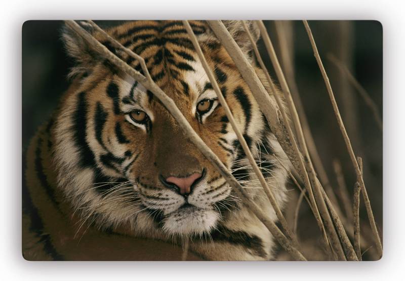 Wall-Art Glasbild »Tiger«, Glasposter modern von Wall-Art